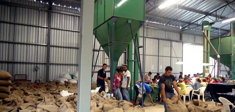 Workers using a hopper to fill sacks with coffee beans