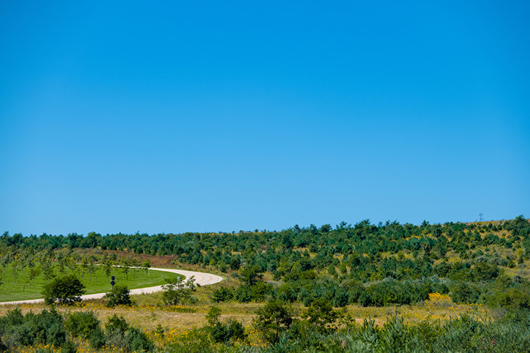 Beneath a vivid blue sky is a plot of land with young trees and a narrow, winding road running through it.