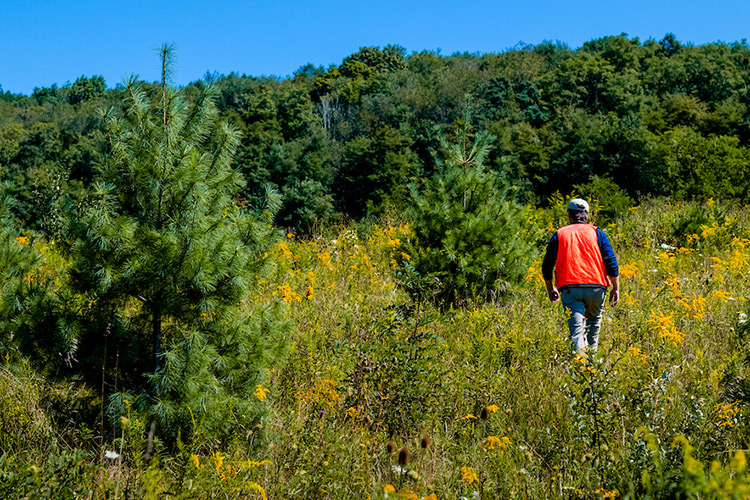 Michael Tyree walks with his back turned among young white pines in a field with tall grass and weeds and with larger trees in the background.