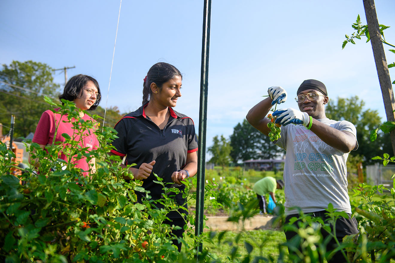 With large cherry tomato plants in front of them, two young women on the left watch a young man on the right as he holds up a broken-off branch of cherry tomatoes, mostly green, and starts to pick one. More of the garden, including a person working, can be seen behind them.
