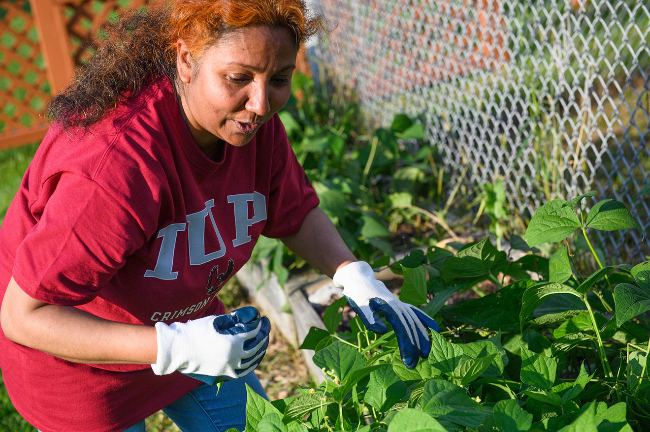 A woman wearing a red IUP T-shirt with white lettering and white and blue garden gloves holds a string bean in her right hand as she harvests them from a row of plants in front of a chain-link fence.