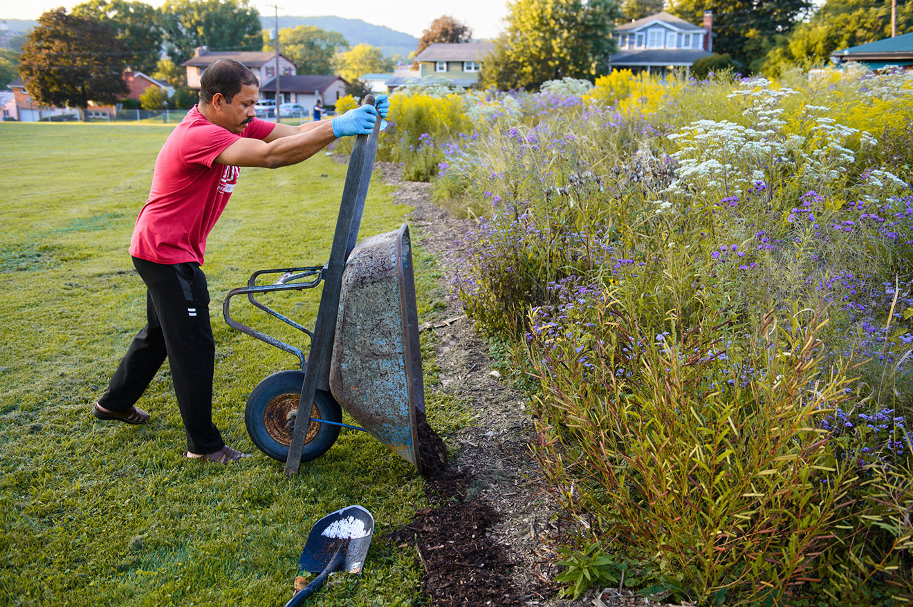 A man in a red IUP T-shirt and black pants holds a wheelbarrow upright and dumps mulch onto the edge of a garden with tall wildflowers. A grassy area and houses along a side street are in the background.