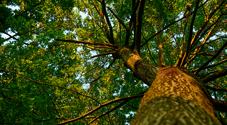 IUP Students for Sustainability Celebrating Earth Day With Events on April 24