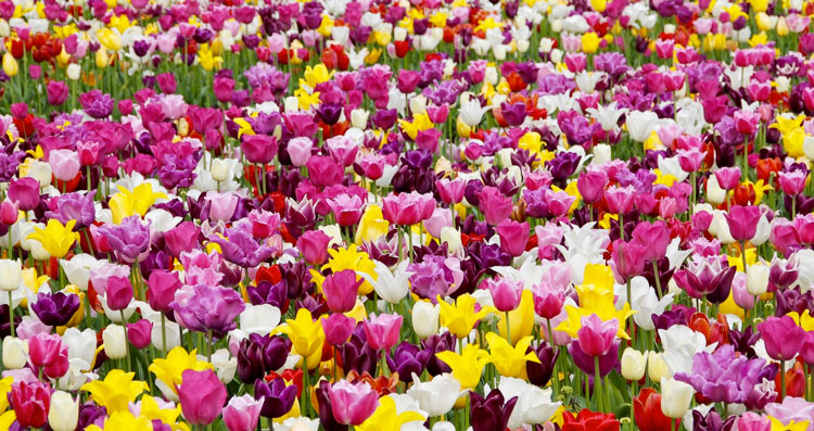 field with many different colored flowers