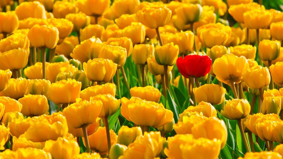 field of yellow flowers with one red flower