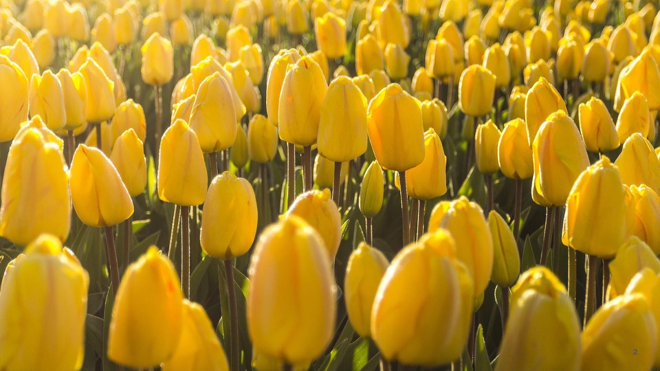 field of yellow tulips