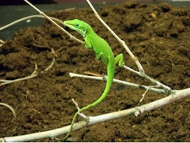 Anole