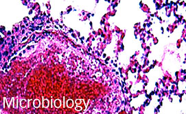 Microbiology, 271 pixels