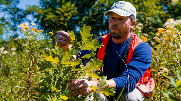 Michael Tyree kneels down and examines the leaf of a small oak sapling