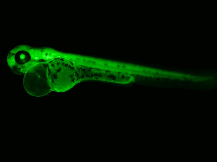 zebrafish under green light