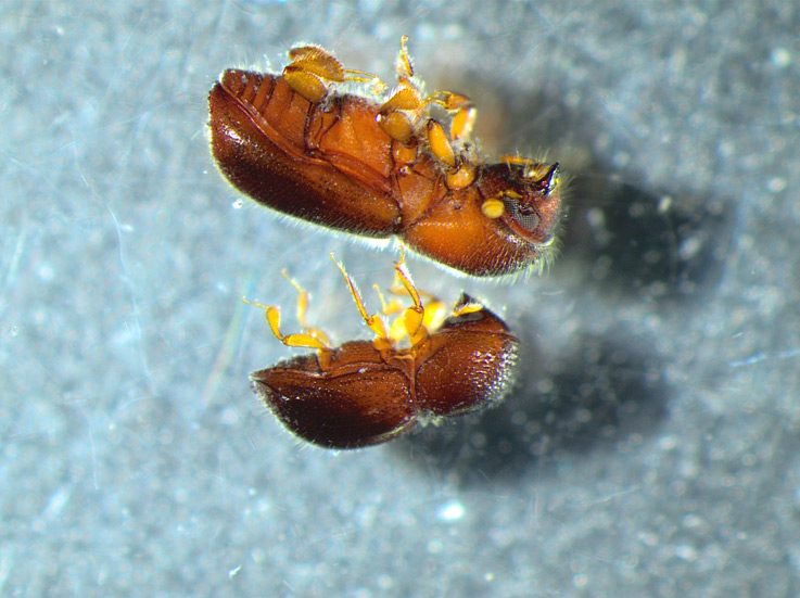 two beetles on a table