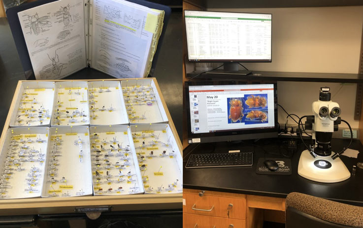 a split photo with various samples in a container on the left and a lab countertop on the right with a microscope