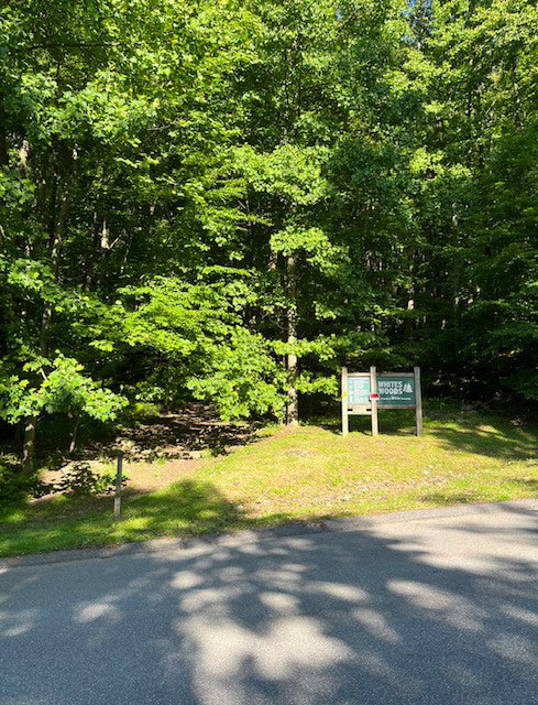 a group of trees on a warm sunny day.  a wooden sign its in front of them.