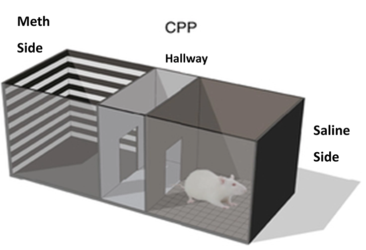 illustration of a mouse in a box