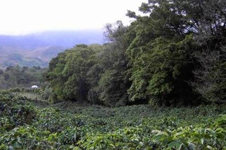 View of coffee fields going down a hill on a treeline