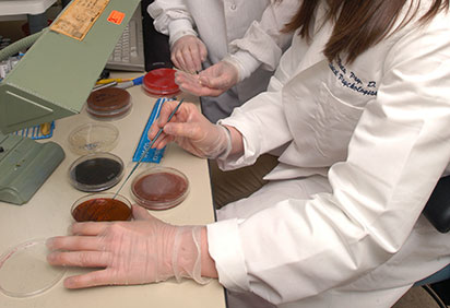 Nursing student examining cell cultures