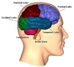 Brain diagram