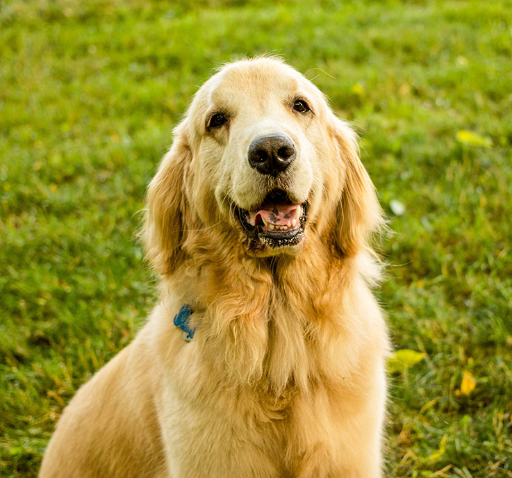 Bam Bam, the therapy dog