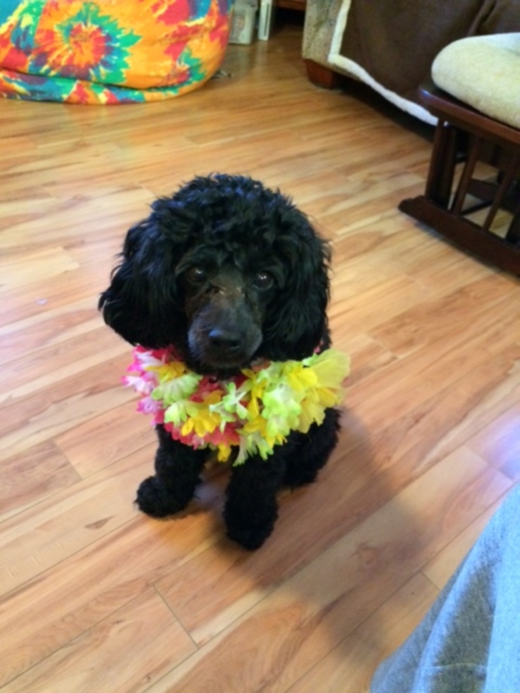 Clover, the therapy poodle