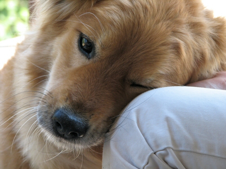 Dog Love