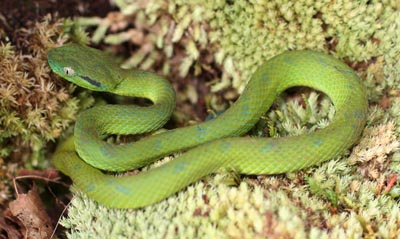 A juvenile Bothriechis guifarroi showing the typical green color phase A juvenile Bothriechis guifarroi showing the typical green color phase