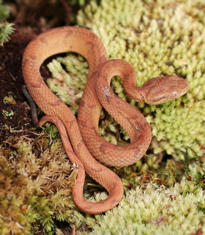 Another juvenile Bothriechis guifarroi showing the brown color phase, which transitions to green as the snake matures Another juvenile Bothriechis guifarroi showing the brown color phase, which transitions to green as the snake matures