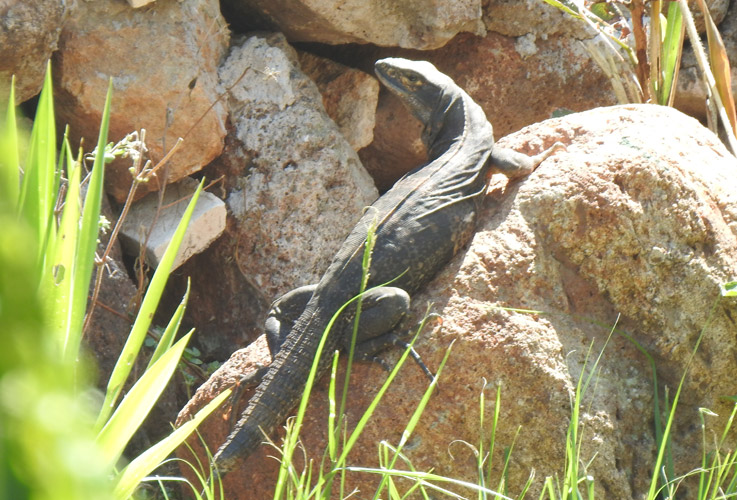 Black Spiny-Tailed Iguana Black Spiny-Tailed Iguana