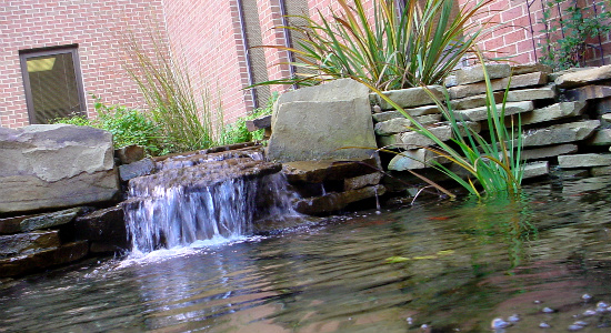 Pond detail