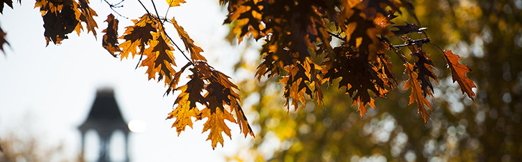 Oak leaves on the IUP campus