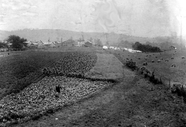 Coral Tent Colony 1919