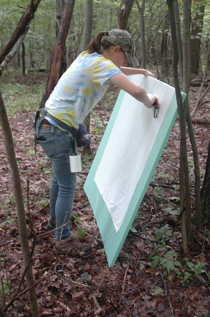 Emily Welch removing tick larvae from drag in field